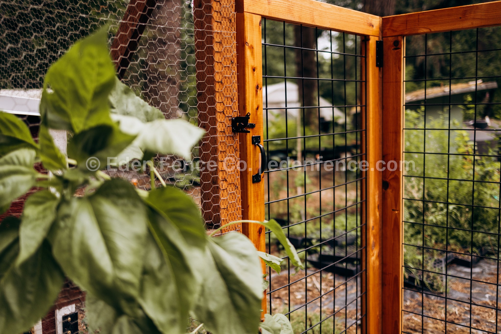 66" H - XL Premium Cedar & Douglas Fir Fence Gate